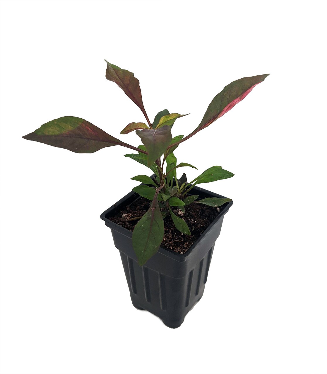 Biblical Red St. Joseph's Coat Plant -Alternanthera- Easy Houseplant - 2.5" Pot